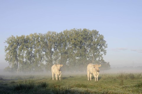 Charolais Cattle (Bos primigenius taurus) on a pasture with morning mist, North Rhine-Westphalia,
