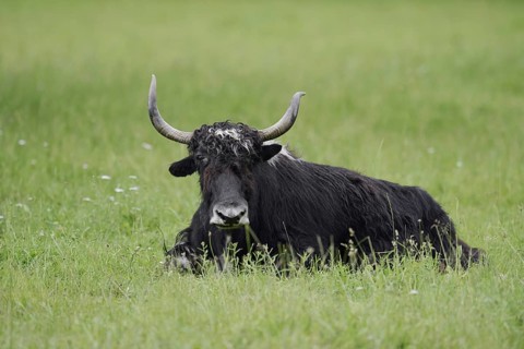 House yak (Bos mutus f. grunniens), North Rhine-Westphalia, Germany
