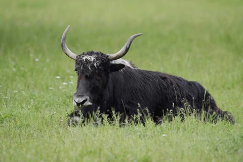 House yak (Bos mutus f. grunniens), North Rhine-Westphalia, Germany