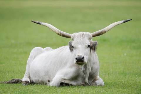 Hungarian Grey Cattle or Hungarian Grey Cattle (Bos primigenius f. taurus), cow, Hungary