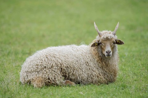Racket sheep (Ovis aries strepsiceros Hungaricus), North Rhine-Westphalia, Germany