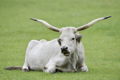 Hungarian Grey Cattle or Hungarian Grey Cattle (Bos primigenius f. taurus), cow, Hungary