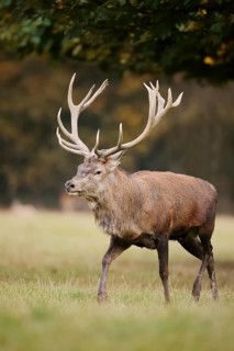 Red deer (Cervus elaphus) in the rutting season, North Rhine-Westphalia, Germany