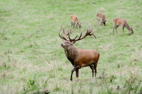 Red deer (Cervus elaphus) with female in the rutting season, North Rhine-Westphalia, Germany