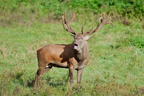 Red deer (Cervus elaphus) roaring in the rutting season, North Rhine-Westphalia, Germany