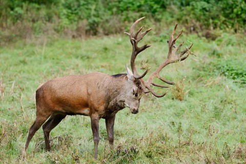 Red deer (Cervus elaphus) forked in a meadow during the rutting season, North Rhine-Westphalia,