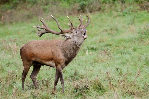 Red deer (Cervus elaphus) roaring in the rutting season, North Rhine-Westphalia, Germany