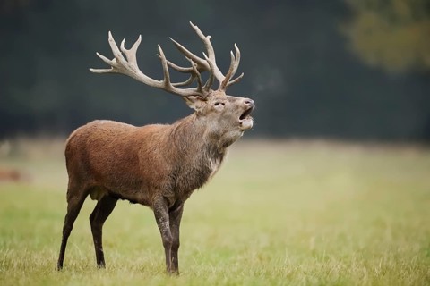 Red deer (Cervus elaphus) roaring in the rutting season, North Rhine-Westphalia, Germany
