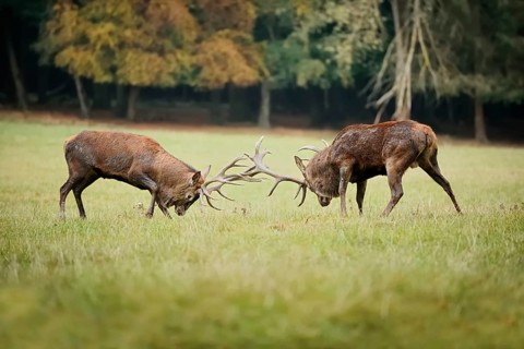Red deer (Cervus elaphus), stags fighting in the rutting season, North Rhine-Westphalia, Germany
