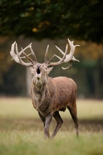 Red deer (Cervus elaphus) roaring in the rutting season, North Rhine-Westphalia, Germany