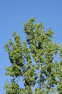 Trembling poplar or aspen (Populus tremula), North Rhine-Westphalia, Germany