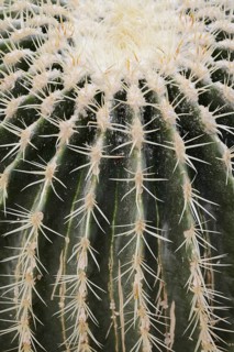 Golden ball cactus, mother-in-law's chair or mother-in-law's chair (Echinocactus grusonii), thorns,