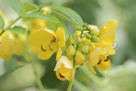 Spice bark or Argentine senna (Senna corymbosa, Cassia corymbosa), flowers, North Rhine-Westphalia,
