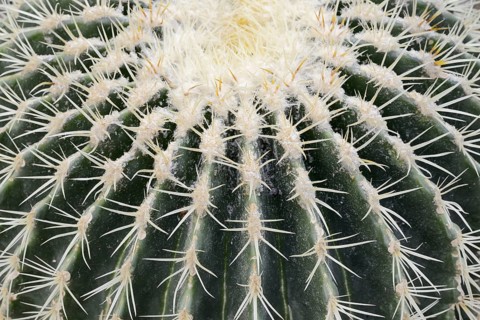 Golden ball cactus, mother-in-law's chair or mother-in-law's chair (Echinocactus grusonii), thorns,