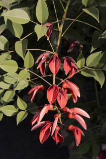 Caribbean coral shrub (Cockspur Coral Tree), branch with flowers, found in South America