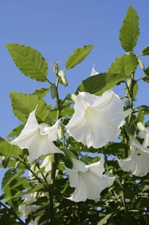 Angel's trumpet (Brugmansia arborea), flowers, ornamental plant, North Rhine-Westphalia, Germany
