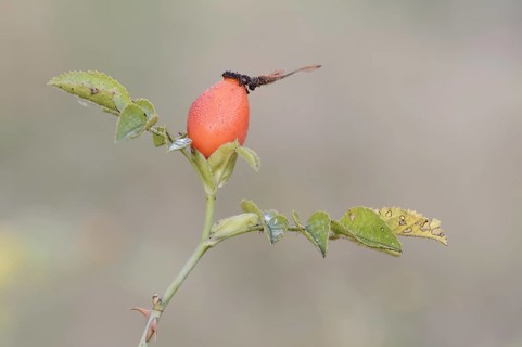 Dog rose (Rosa canina), branch with rose hip, North Rhine-Westphalia, Germany