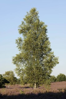 Silver birch (Betula pendula) in a flowering heath landscape, Westruper Heide, North