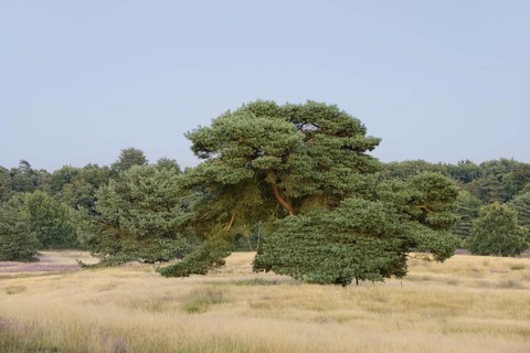 Scots pine (Pinus sylvestris) in heathland, Westruper Heide, North Rhine-Westphalia, Germany