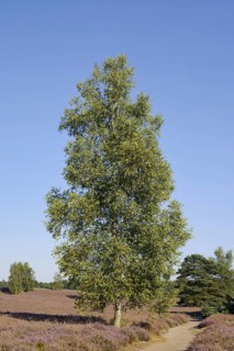 Hanging birch (Betula pendula) and hiking trail in blooming heath landscape, Westruper Heide, North