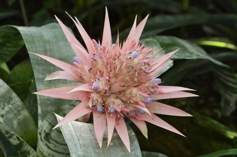 Lance rosette (Aechmea fasciata), inflorescence, native to Brazil