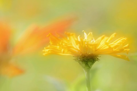 Zinnia (Zinnia elegans, Zinnia violacea), flower, ornamental plant, double exposure, North