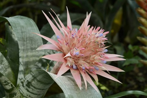 Lance rosette (Aechmea fasciata), inflorescence, native to Brazil