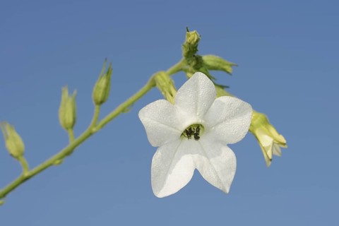 Ornamental tobacco (Nicotiana alata), flower, ornamental plant, North Rhine-Westphalia, Germany