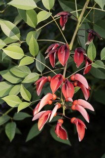 Caribbean coral shrub (Cockspur Coral Tree), branch with flowers, found in South America