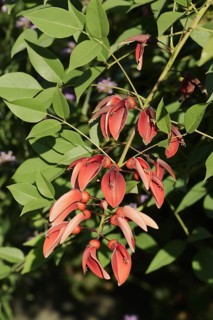 Caribbean coral shrub (Cockspur Coral Tree), branch with flowers, found in South America
