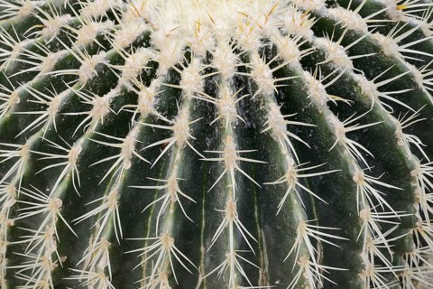 Golden ball cactus, mother-in-law's chair or mother-in-law's chair (Echinocactus grusonii), thorns,