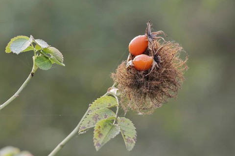 Mossyrose gall wasp (Diplolepis rosae), rose gall on a branch of the dog rose (Rosa canina) with