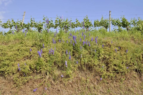 Flowering forking larkspur or field larkspur (Consolida regalis, Delphinium consolida) on a