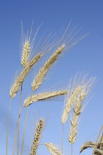 Wheat or common wheat (Triticum aestivum, Triticum vulgare), ears, North Rhine-Westphalia, Germany
