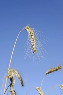 Wheat or common wheat (Triticum aestivum, Triticum vulgare), ears, North Rhine-Westphalia, Germany