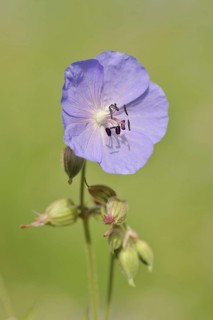 Meadow cranesbill (Geranium pratense), flower, North Rhine-Westphalia, Germany