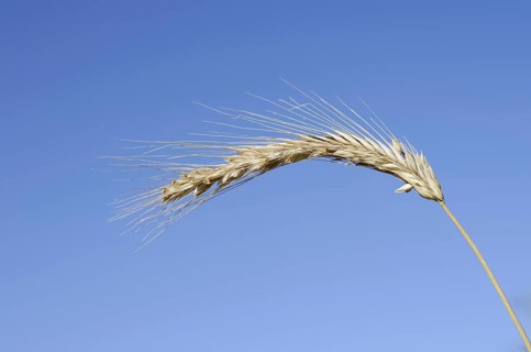 Wheat or common wheat (Triticum aestivum, Triticum vulgare), ear, North Rhine-Westphalia, Germany