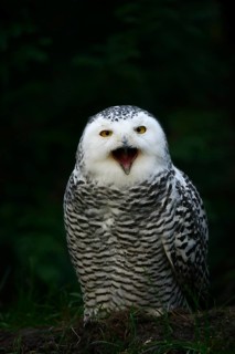 Snowy owl (Bubo scandiacus), calling female, captive, Germany