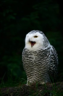 Snowy owl (Bubo scandiacus), calling female, captive, Germany