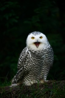 Snowy owl (Bubo scandiacus), calling female, captive, Germany