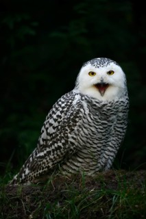 Snowy owl (Bubo scandiacus), calling female, captive, Germany