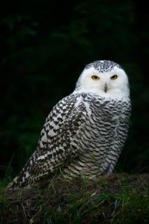 Snowy owl (Bubo scandiacus), female, captive, Germany