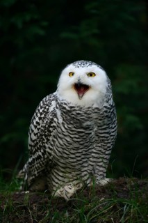 Snowy owl (Bubo scandiacus), calling female, captive, Germany