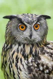 European eagle owl (Bubo bubo), portrait, North Rhine-Westphalia, Germany