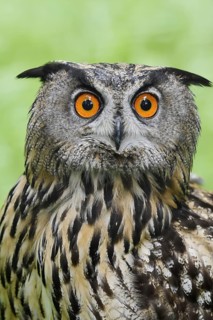 European eagle owl (Bubo bubo), portrait, North Rhine-Westphalia, Germany