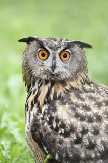 European eagle owl (Bubo bubo), portrait, North Rhine-Westphalia, Germany