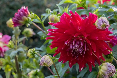 Red dahlia with buds and green leaves, Münsterland, North Rhine-Westphalia, Germany