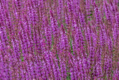 Steppe sage (Salvia nemorosa), North Rhine-Westphalia, Germany