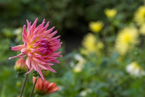 Dahlia (Dahlia), cactus dahlia, Münsterland, North Rhine-Westphalia, Germany