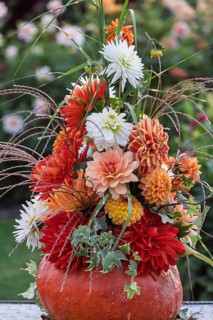 Flower arrangement of colourful dahlias in a pumpkin, Münsterland, North Rhine-Westphalia, Germany